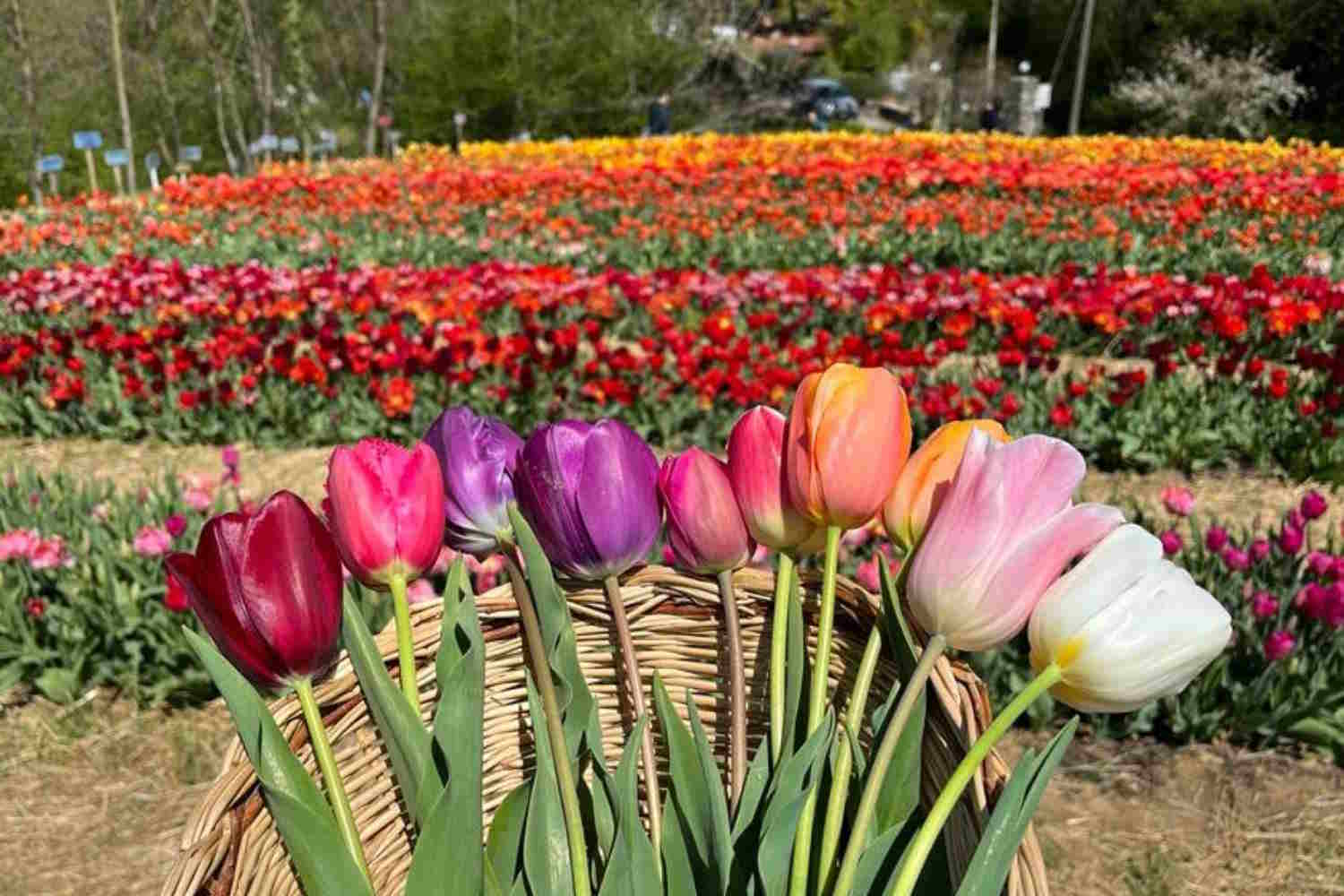 tulip field Tuliprendi