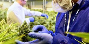 Cannabis for sleep: who needs it, who does it harm and why it is still difficult to obtain it in Italy — interview with Dr. Michele Antonelli