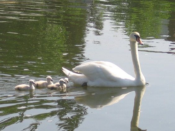 father swan