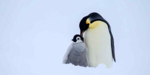 From the penguin to the seahorse: the animals that teach what it means to be fathers