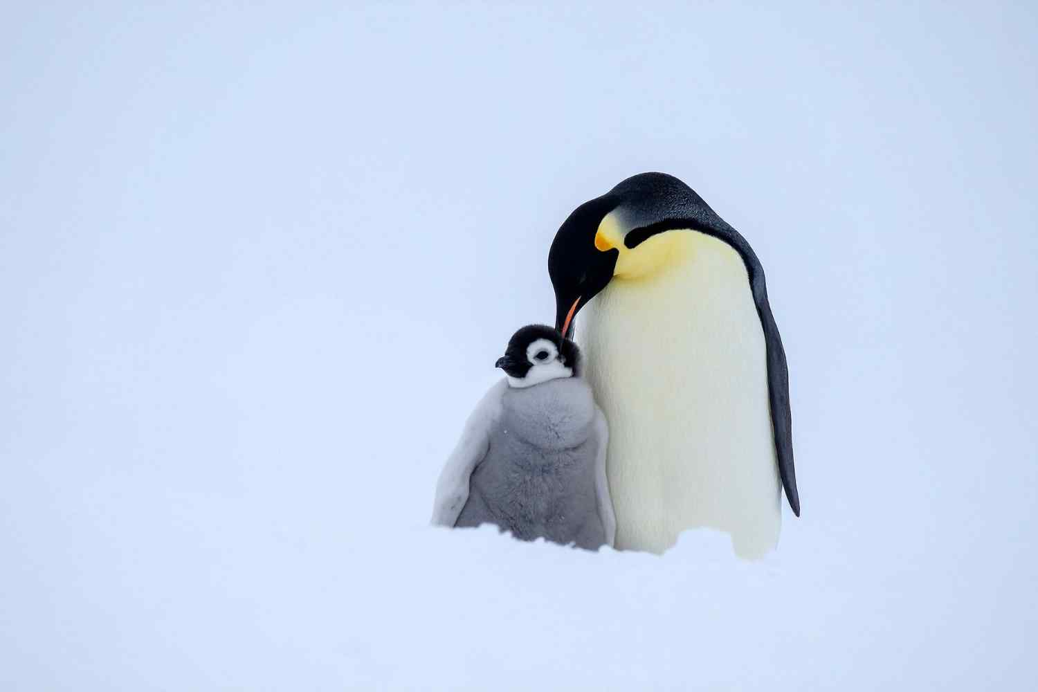papà regno animale