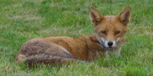 Killing animals considered “harmful” doesn’t work, on the contrary: we have confirmation (and it costs 8 times more damage caused)