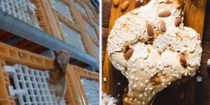 Easter Colombe 2026: from Bauli to Tre Marie, which brands use eggs from caged hens (and which don’t)