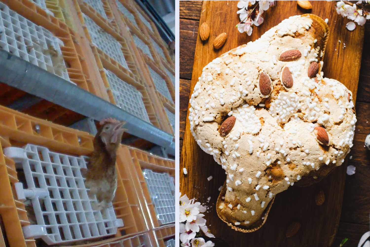 uova gallina gabbia colomba