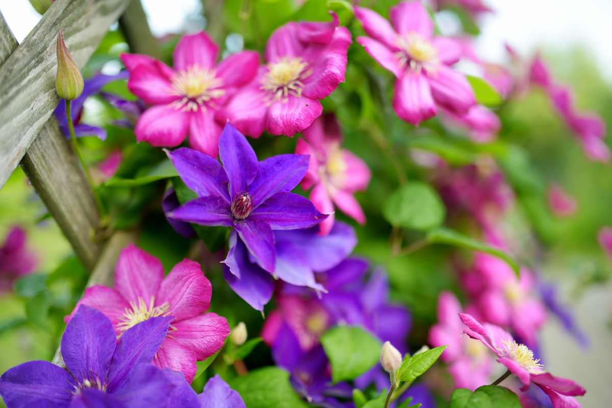 clematis