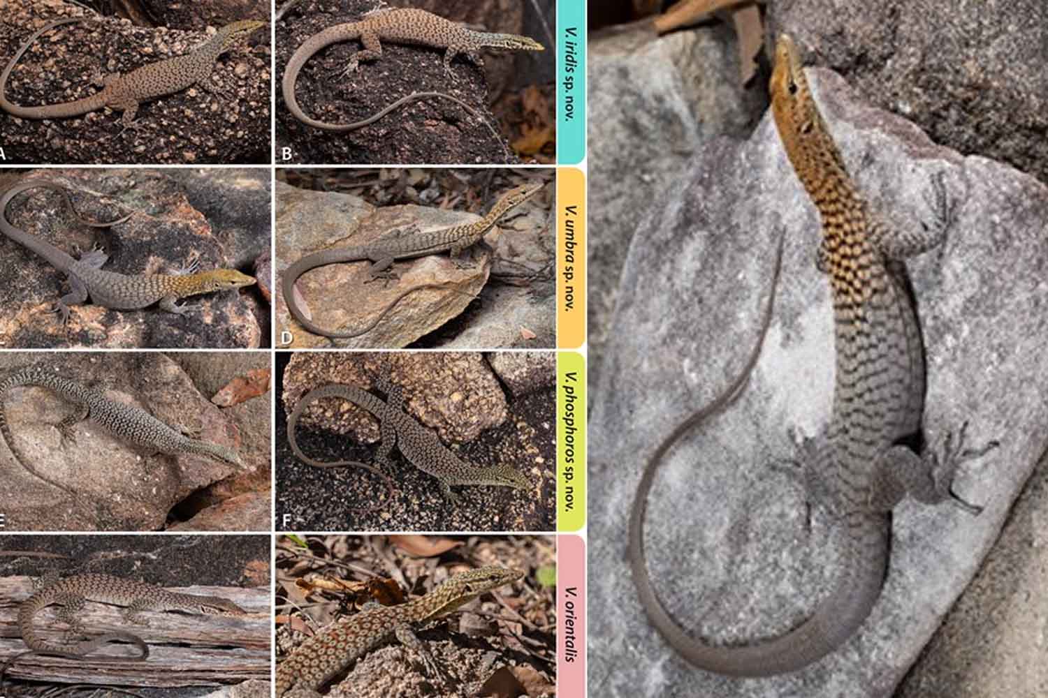 Nuove specie di varani in Australia