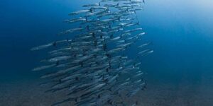 For the first time in 40 years, Panama’s deep water levels have not risen and the ocean system may be about to collapse