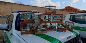 He blinded goldfinches and other protected species to “make them sing more”, an arrest was made in the Caserta area: 19 birds saved