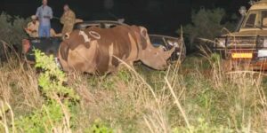 Historic return of rhinos (exterminated by poaching) in Uganda: after over 40 years two specimens reintroduced into the wild