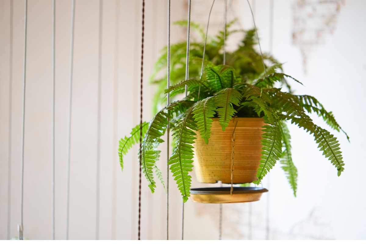 Boston fern