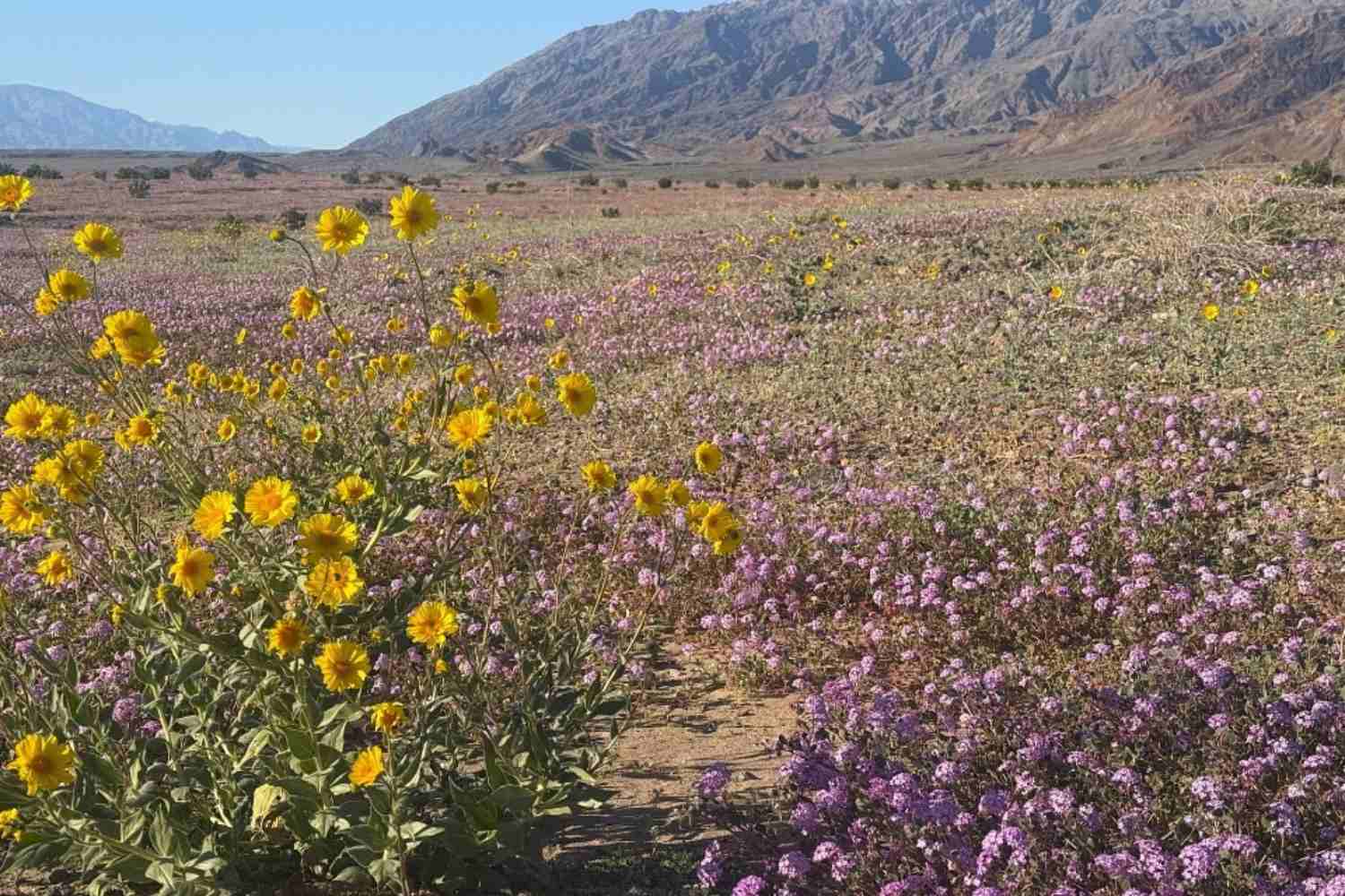 Fioritura Death Valley
