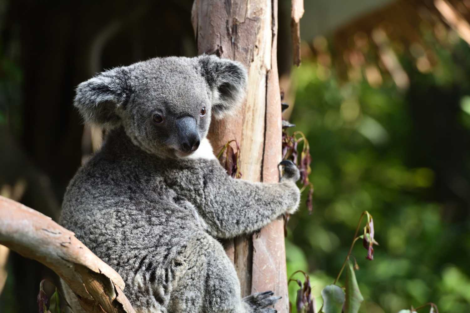 The koala paradox: I'll explain how they are rewriting the rules of conservation