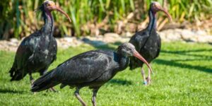 What is this story of the invasion of the Northern Bald Ibis that is creating problems at the Aviano military base