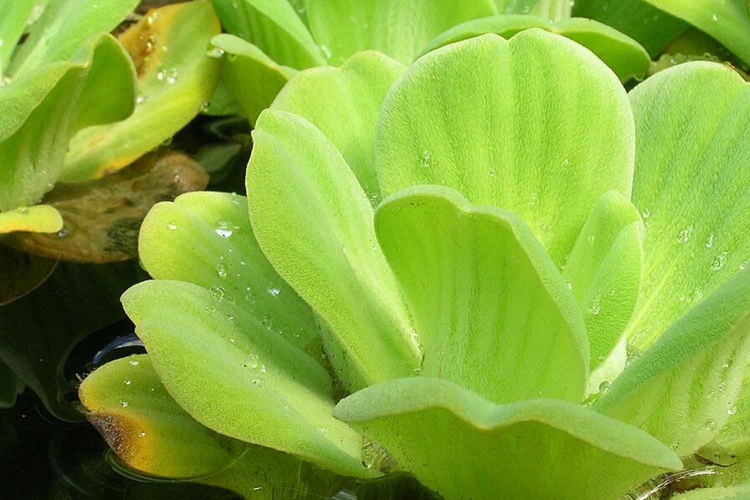 lattuga acquatica Pistia stratiotes