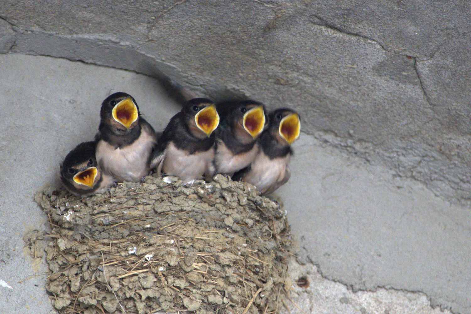 swallows 2
