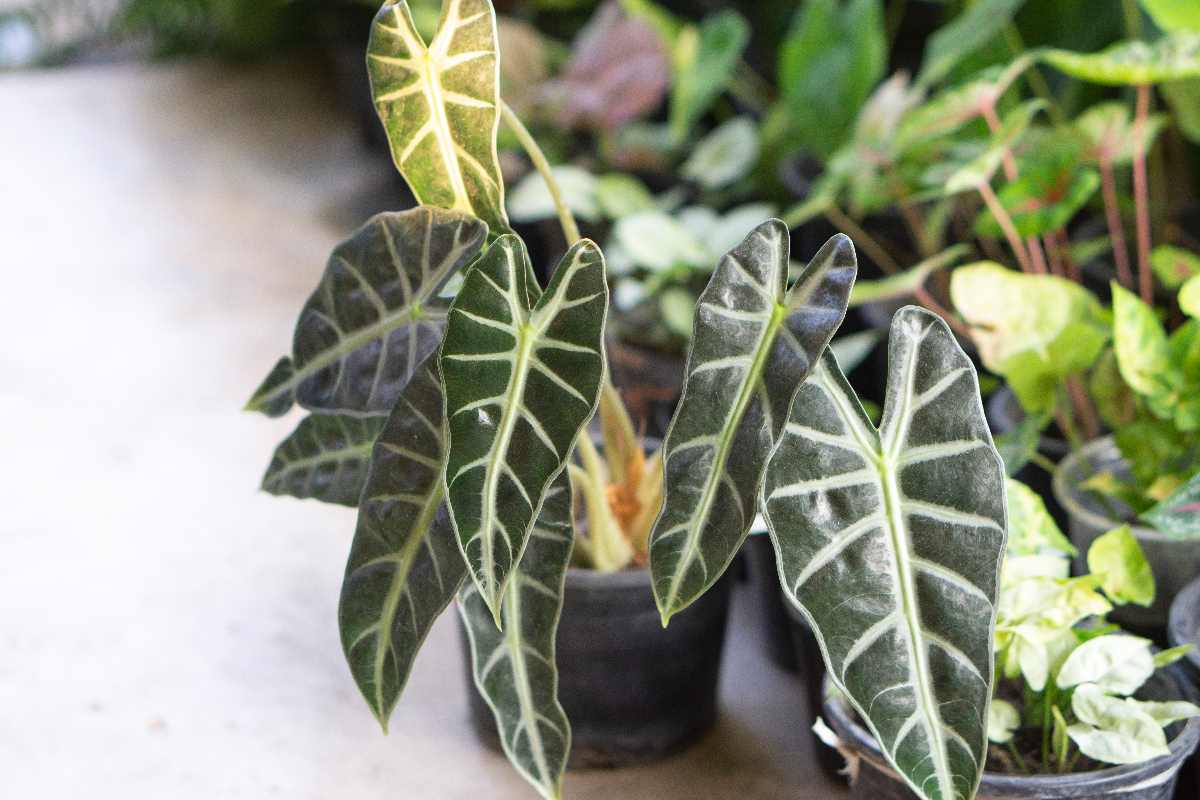 Alocasia