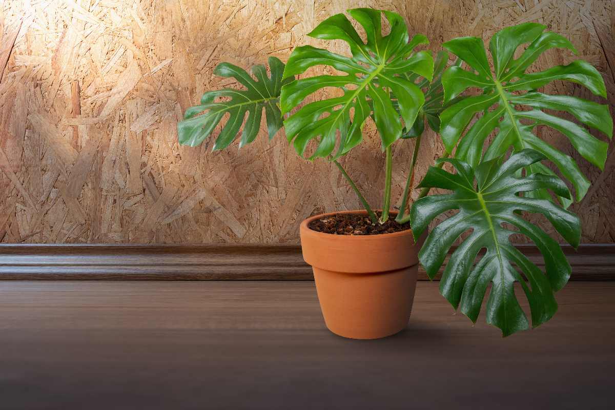 monstera