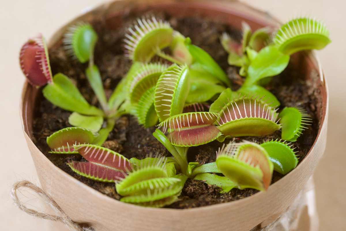 venus-fly-trap