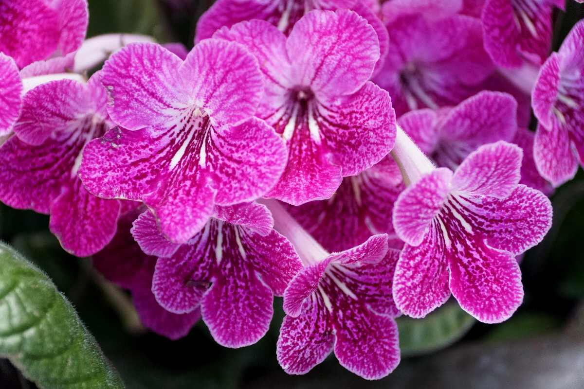 Streptocarpus