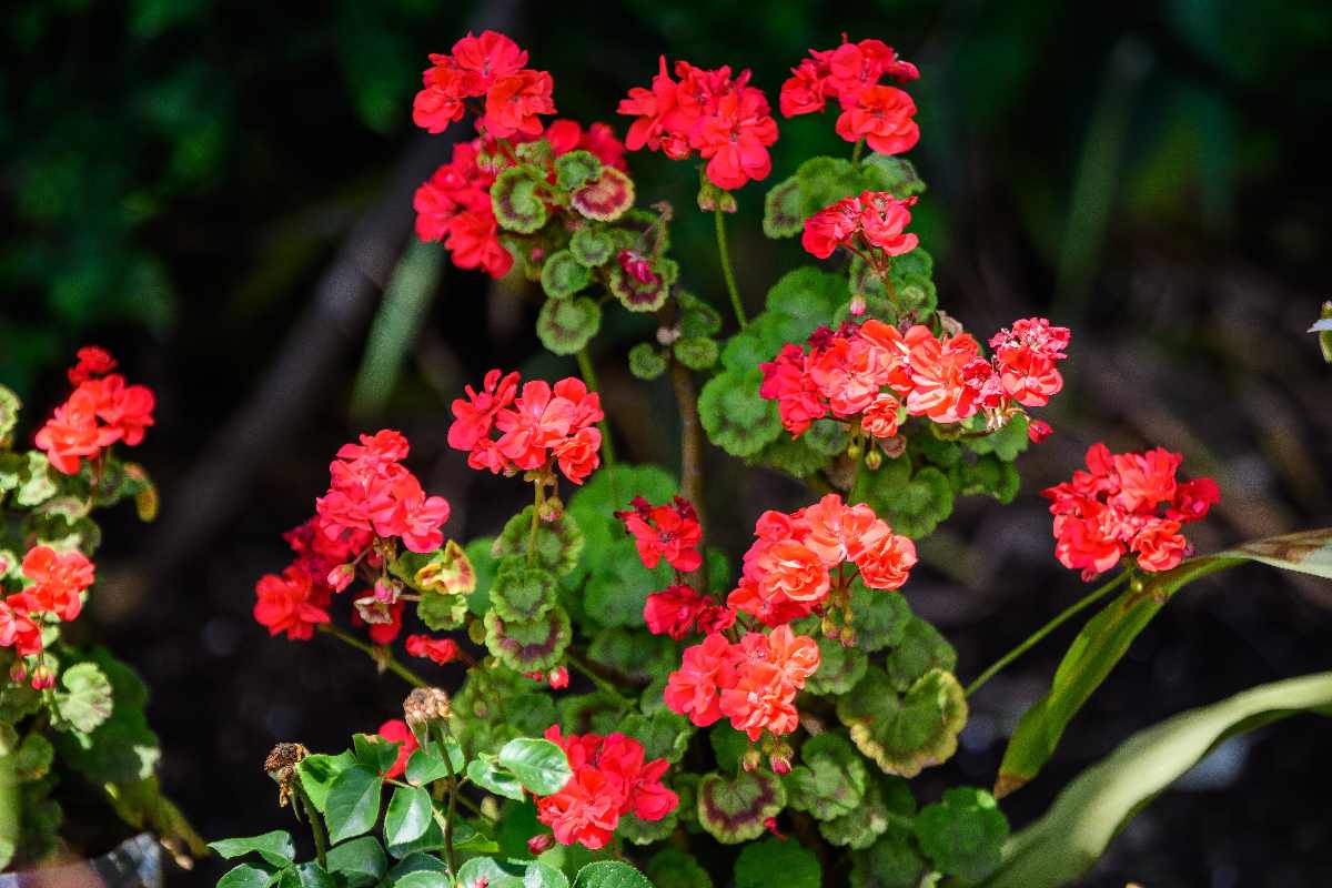 Pelargoniums