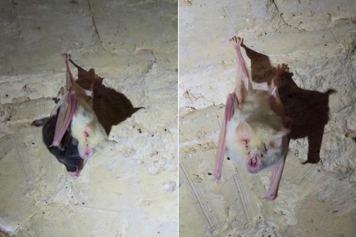 pipistrello albino salento