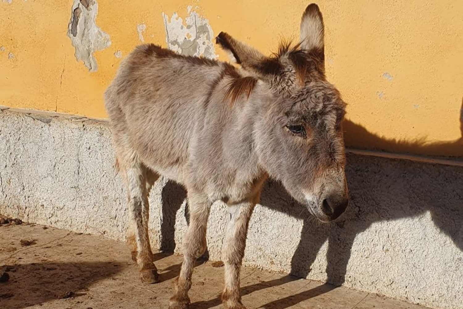 Goodbye to Severino, the gray donkey mascot of Asinara died at the age of 32 (after living among prisoners and tourists)