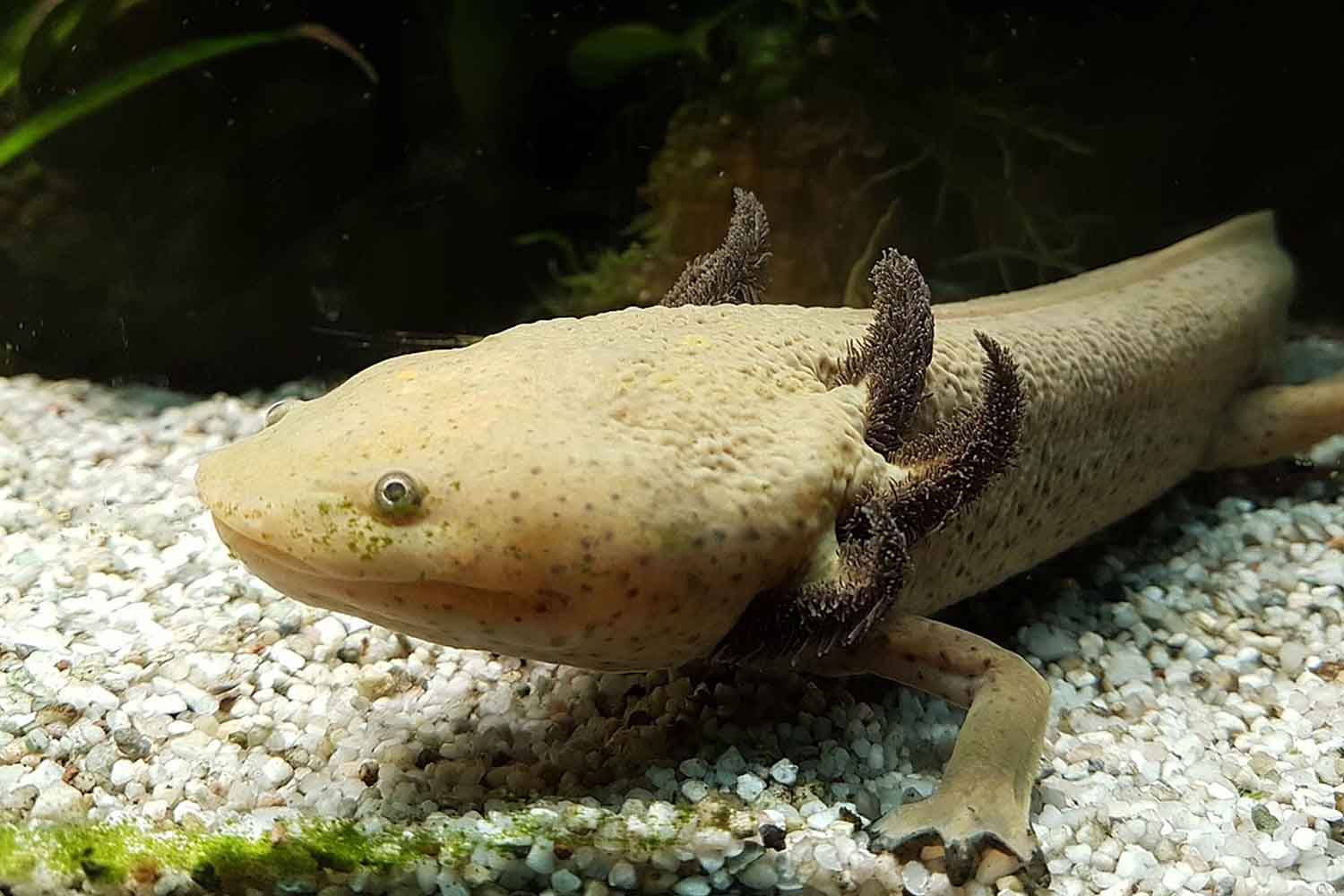 Achoque