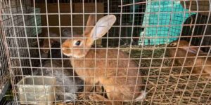 Stop the sale of live animals in markets and fairs: sign the national petition to abolish this massacre