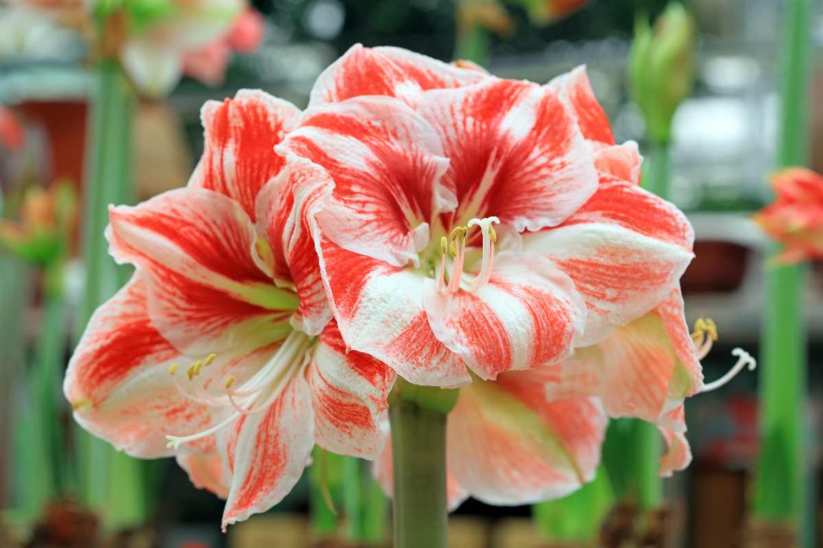 hippeastrum