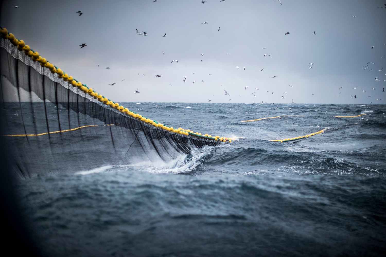 The trawling scandal breaks out in protected areas in the UK: "over 1.3 million tonnes of fish taken in 4 years"