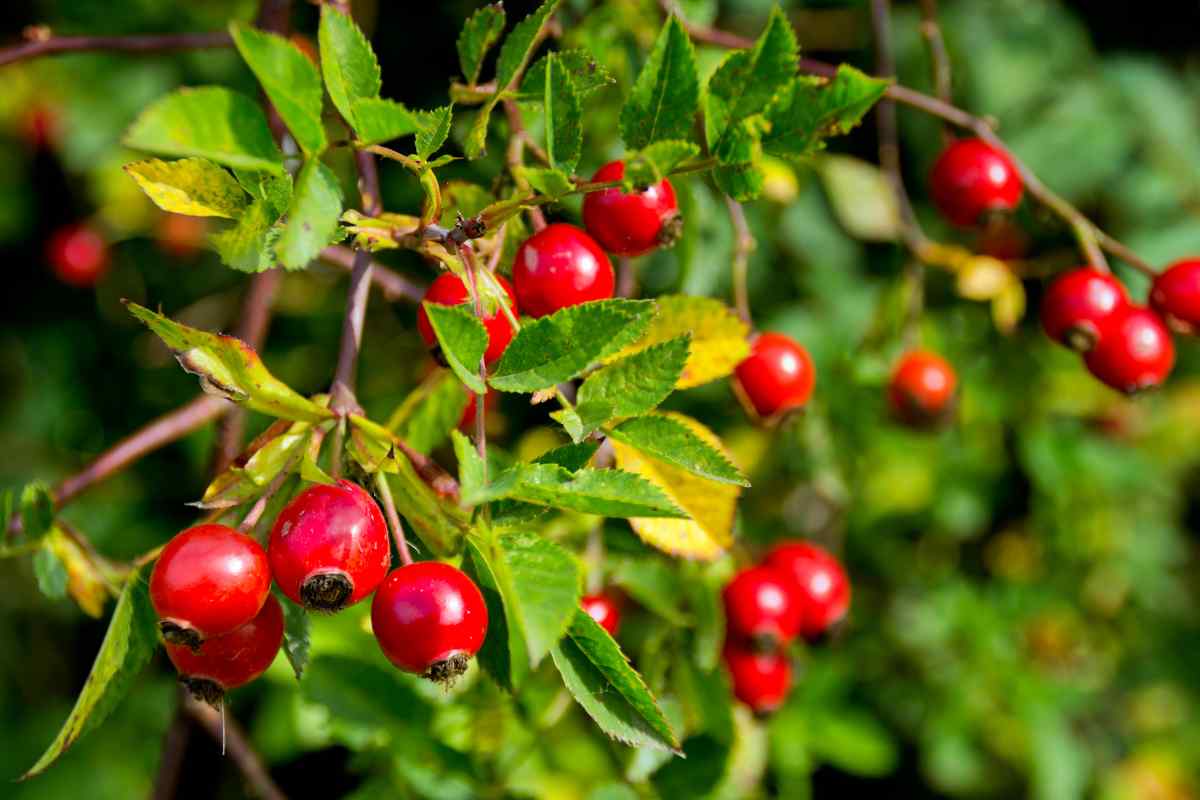 dog rose