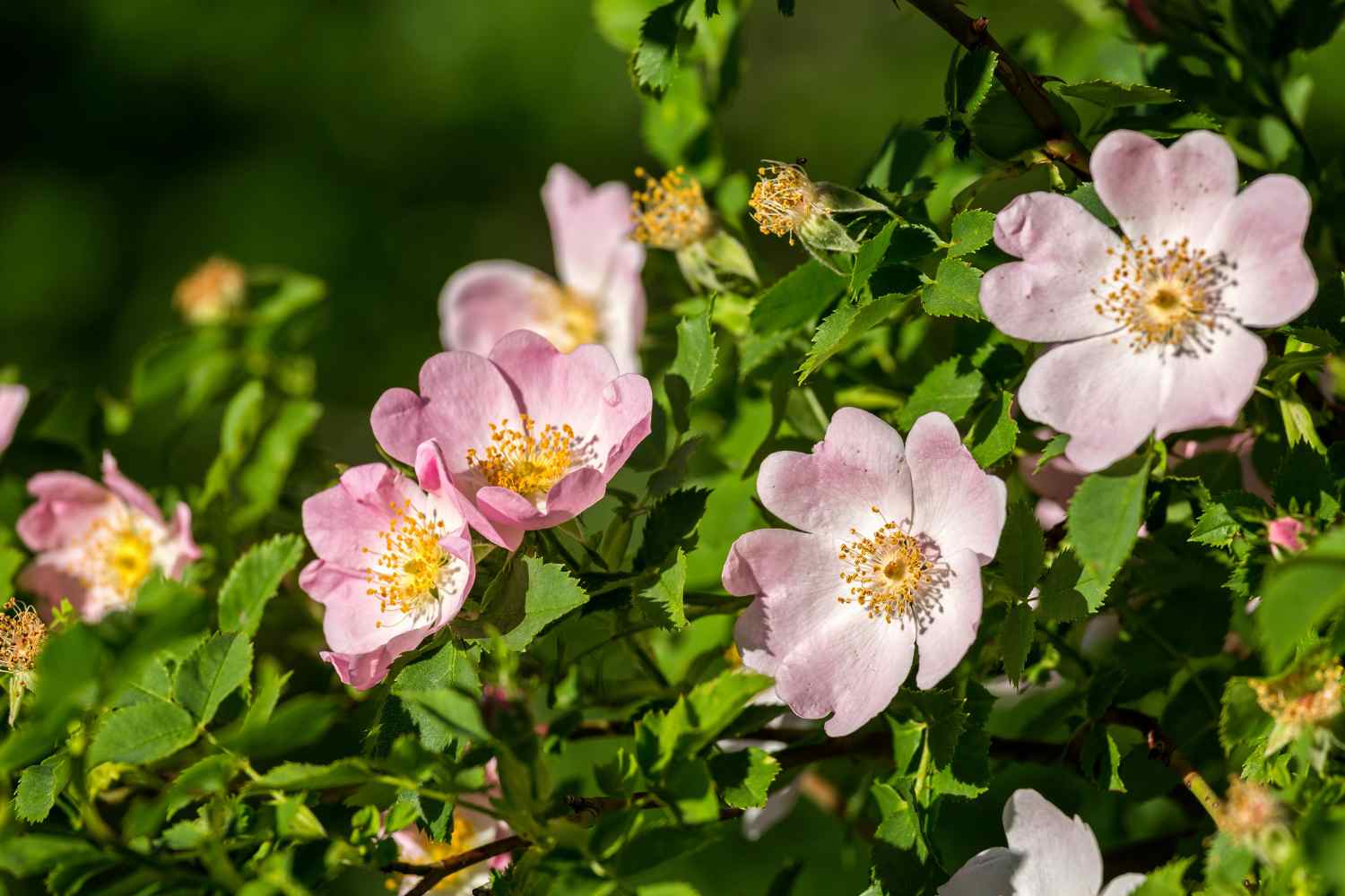 rosa canina
