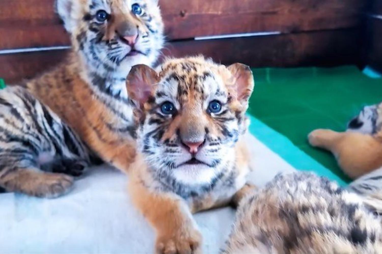 Over 30 (adorable) Siberian tiger cubs born in China: hope rekindled for the rare species (but they will remain in captivity)