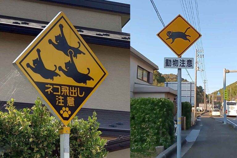 Attention! “They suddenly jump out”: warning signs for cats also appear ...