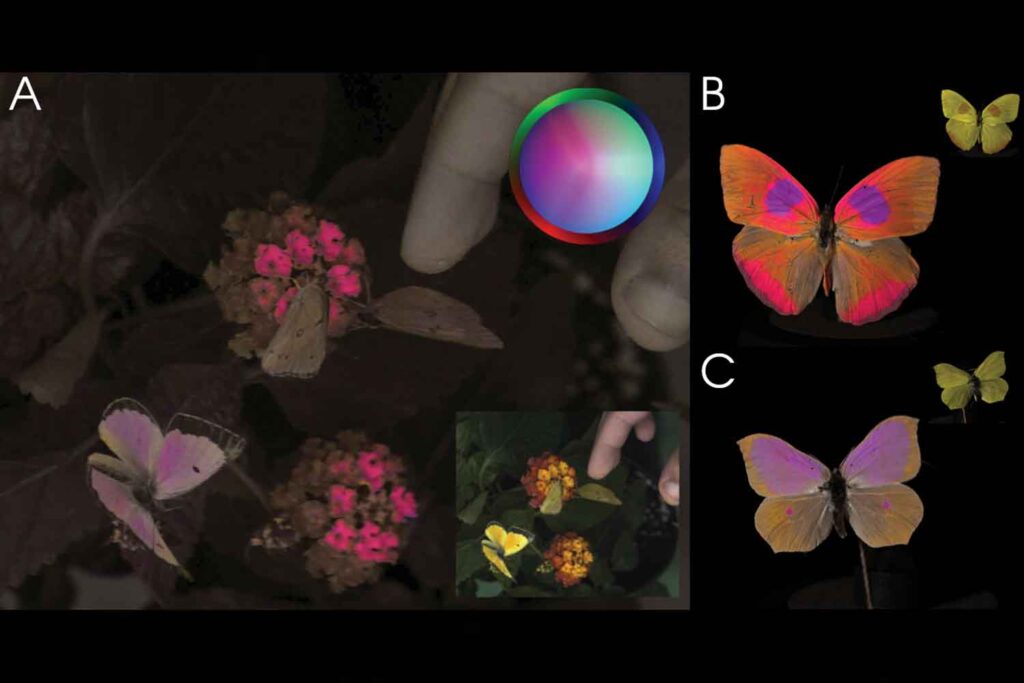 How does a bee see the world? The special cameras that reveal the ...