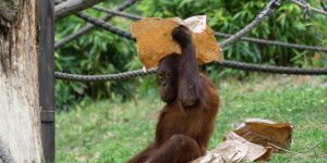 A live orangutan is worth more than a dead one: this project in Borneo offers money to those who photograph the monkeys (instead of hunting them)