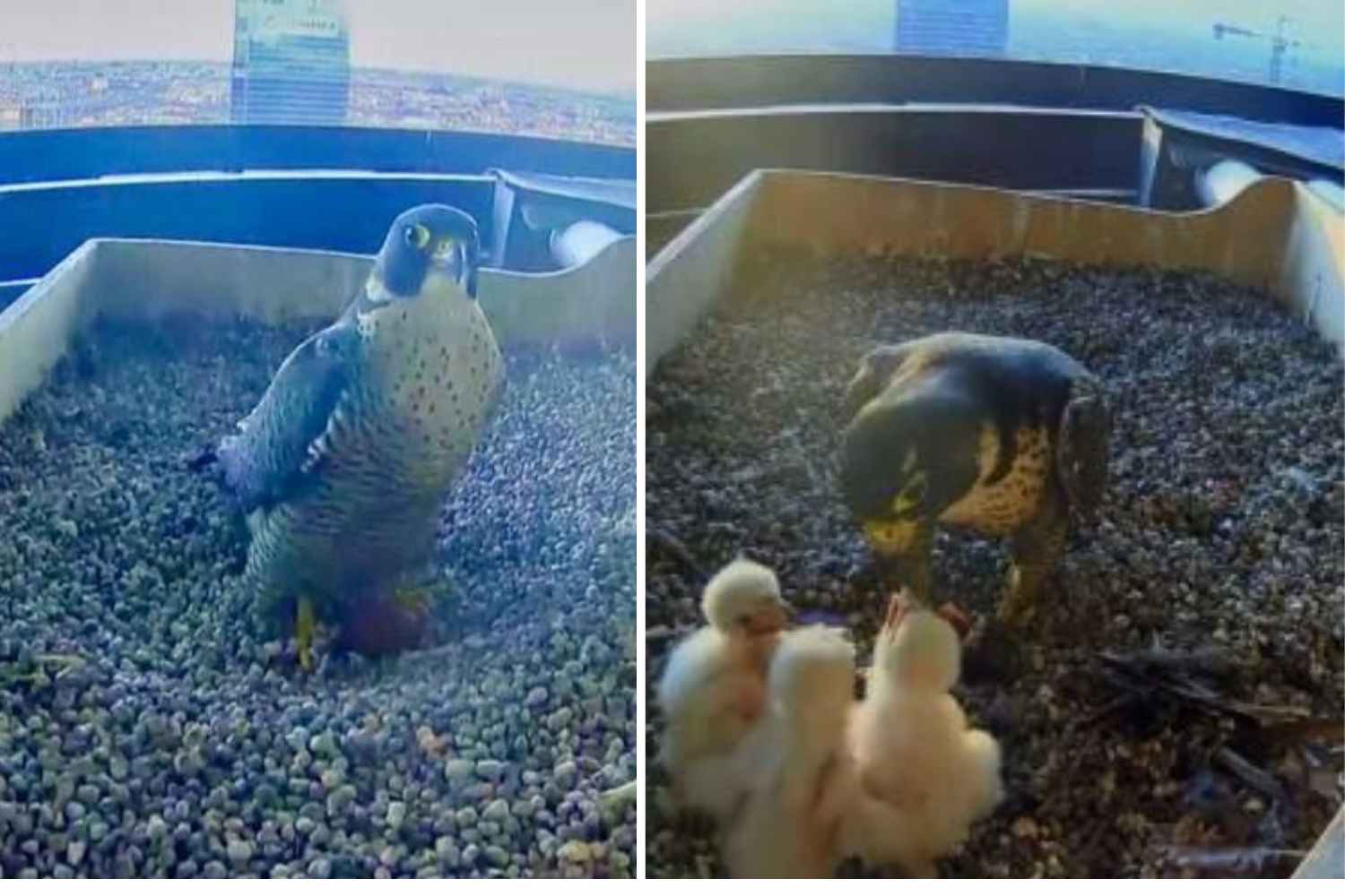 The best reality show? Nature without filters! Because we love webcams that reveal the lives of animals so much