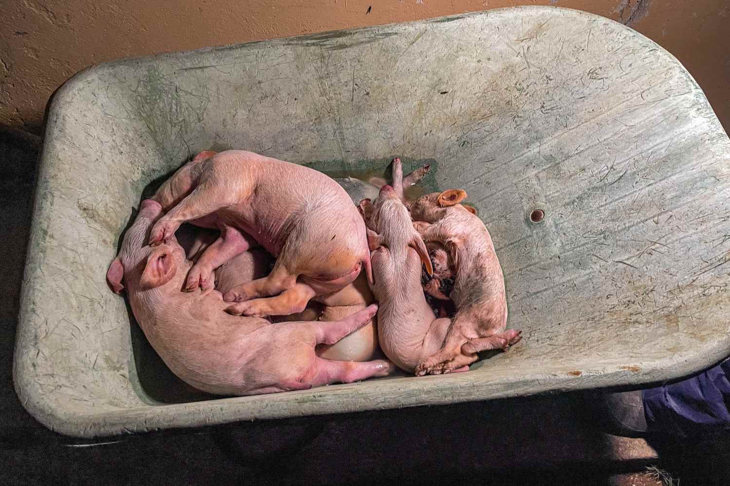 DOP pig farms (3)