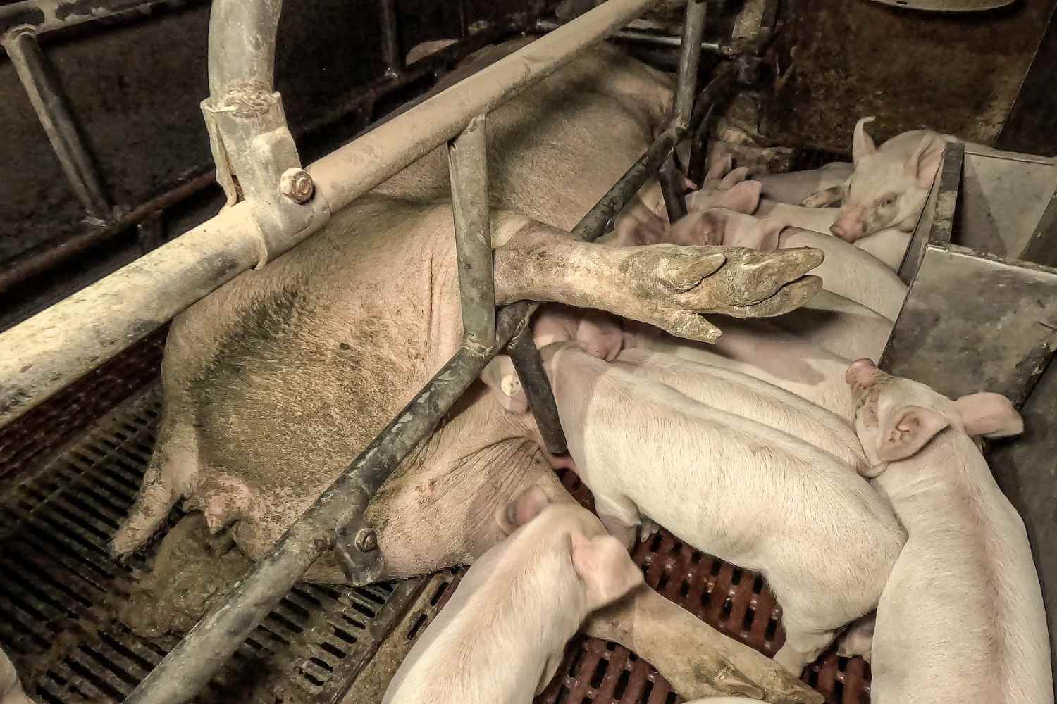 PDO pig farms (1)
