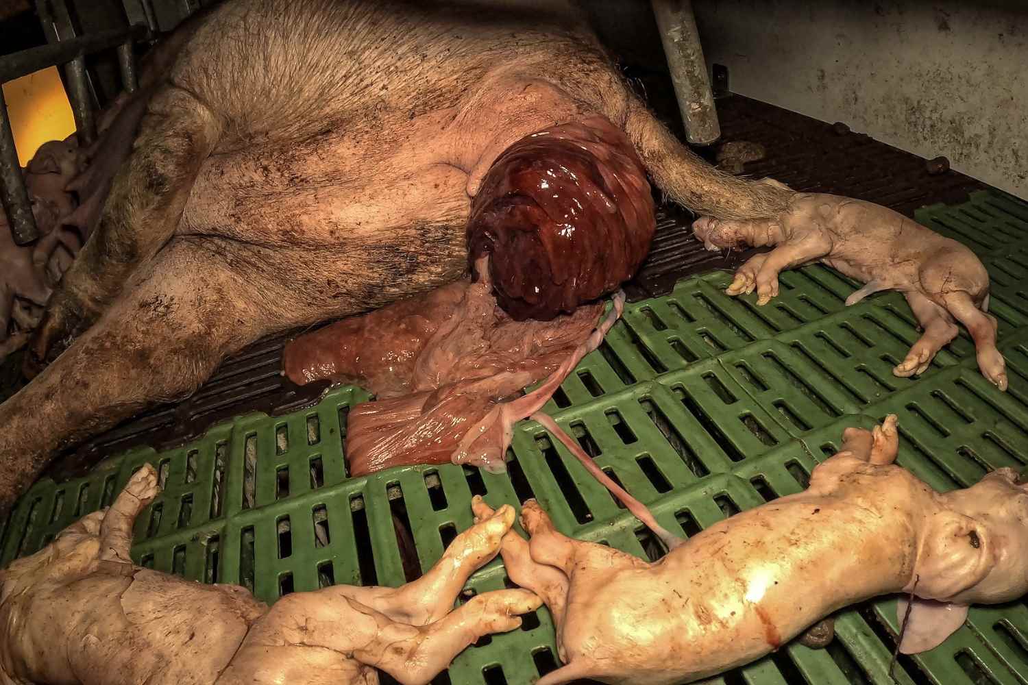 DOP pig farms (2)