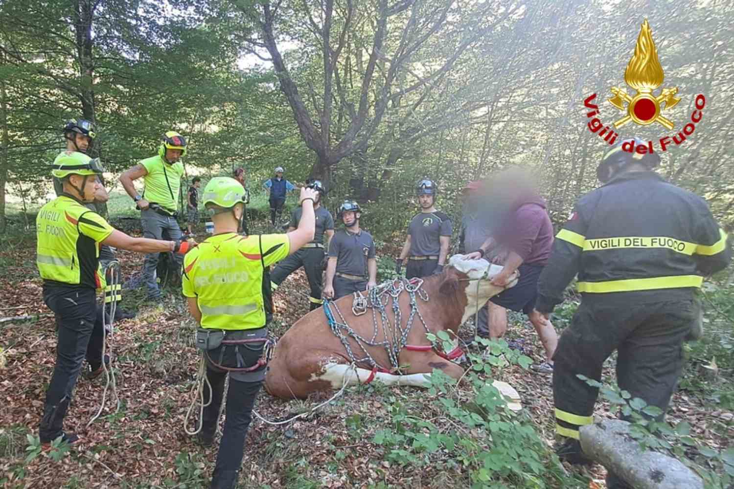 Pregnant cow falls 300 meters down a cliff: the delicate rescue of the firefighters after hours of work