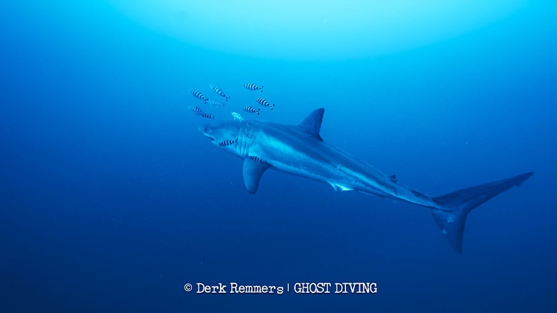 Mediterranean white shark