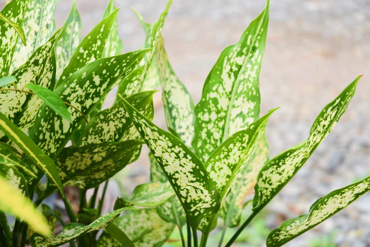 aglaonema