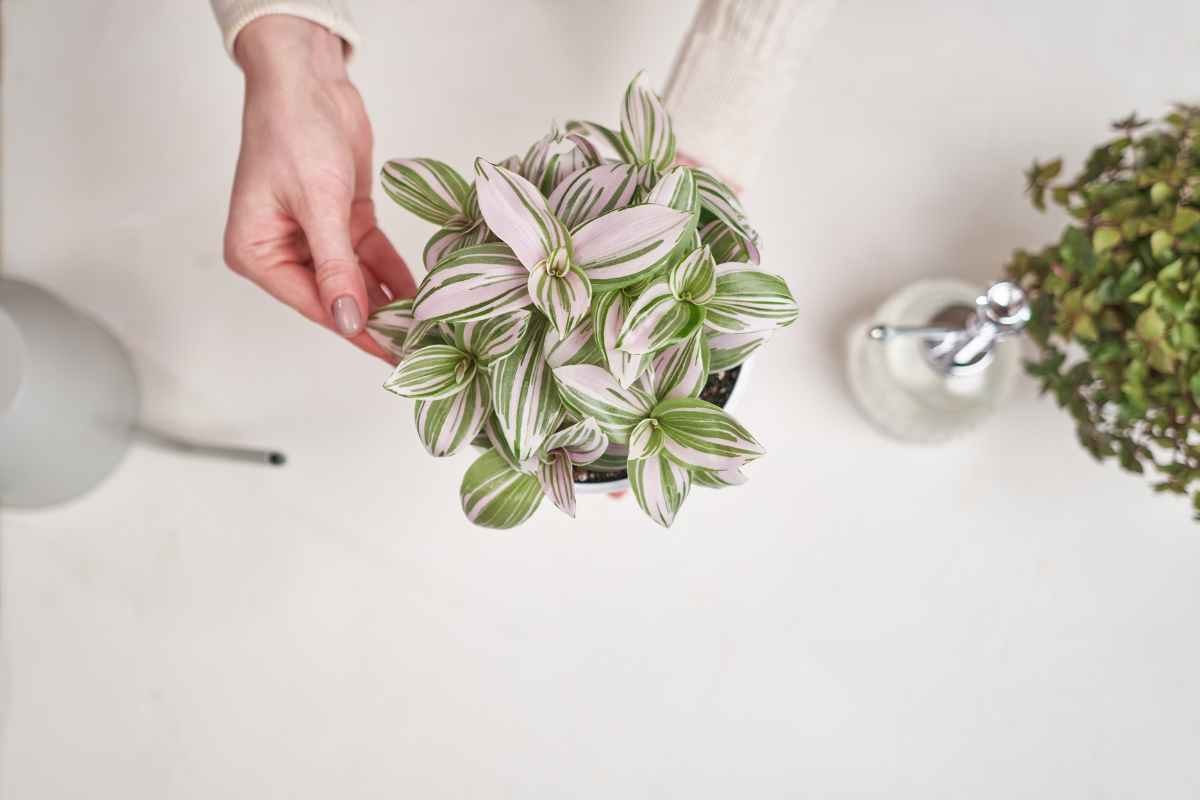 tradescantia