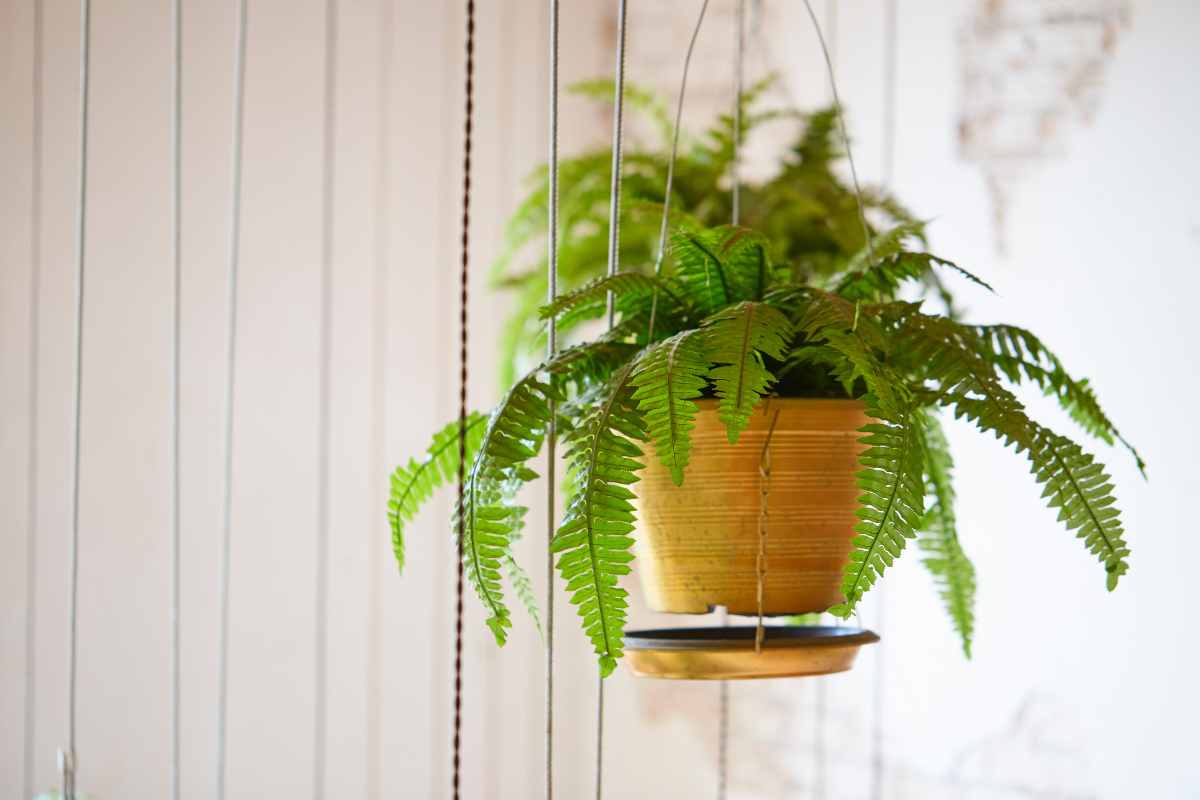 fern