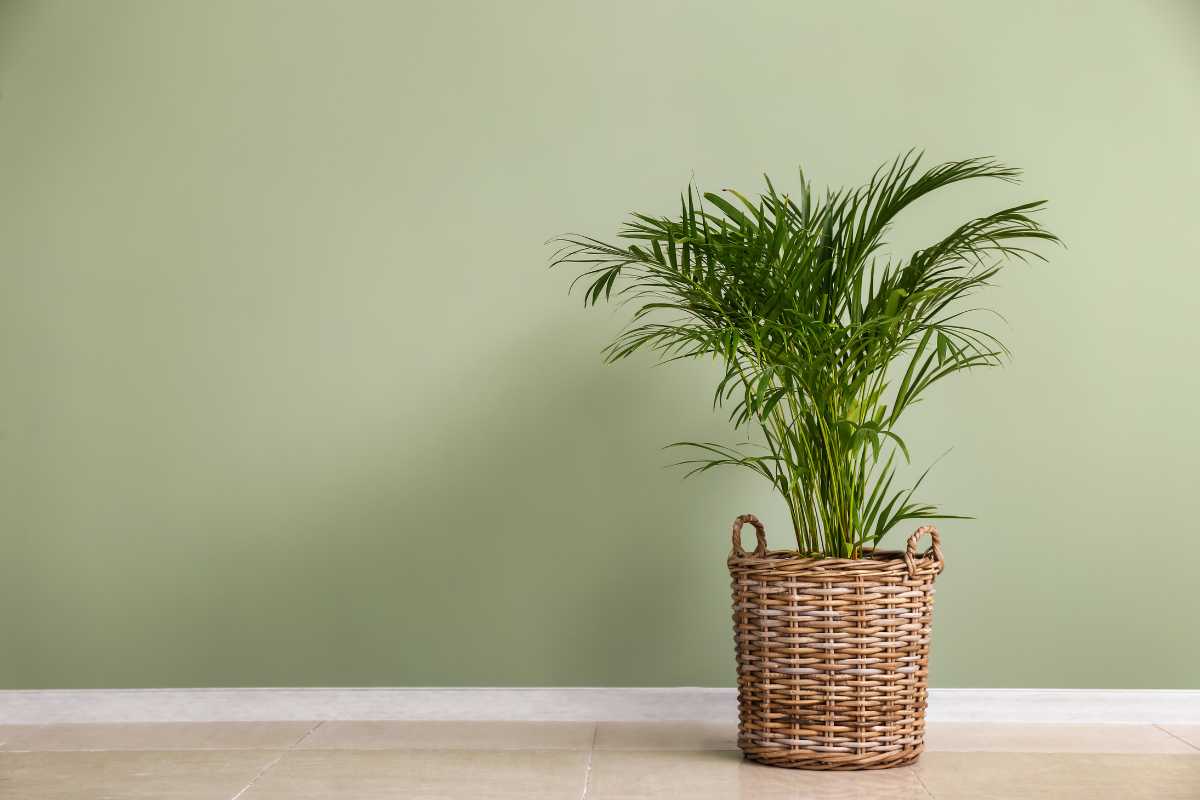 areca palm