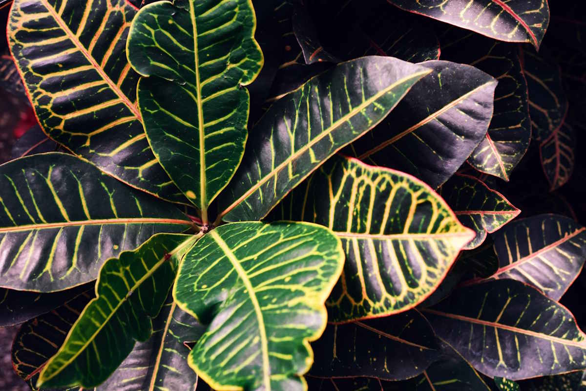 calathea
