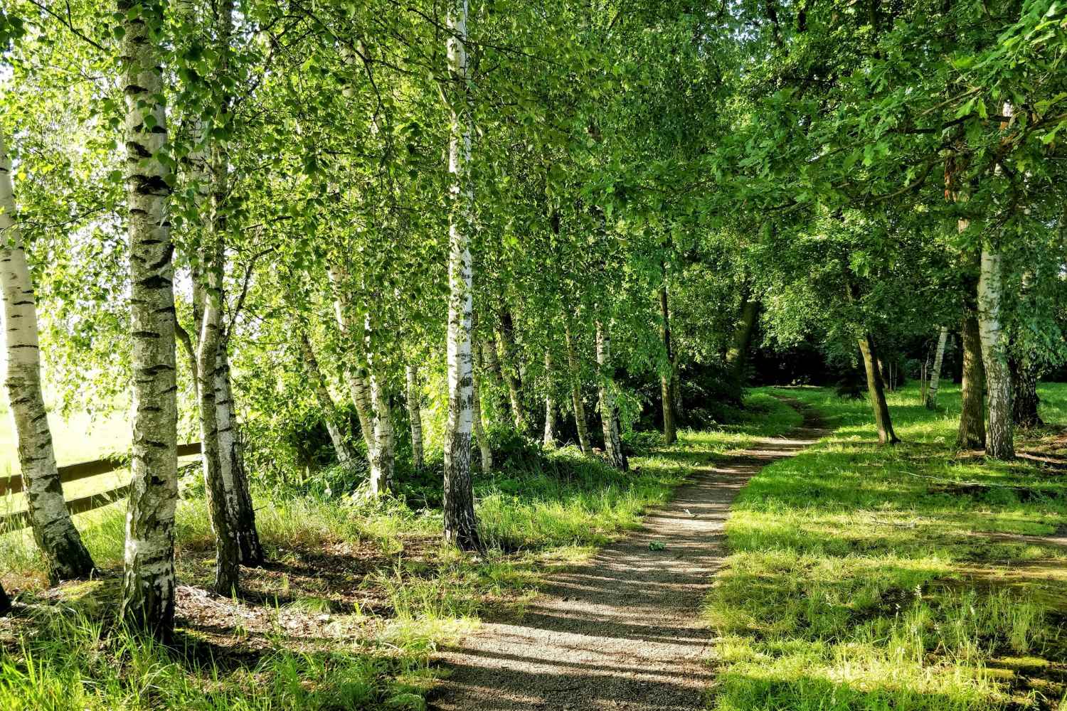 birch