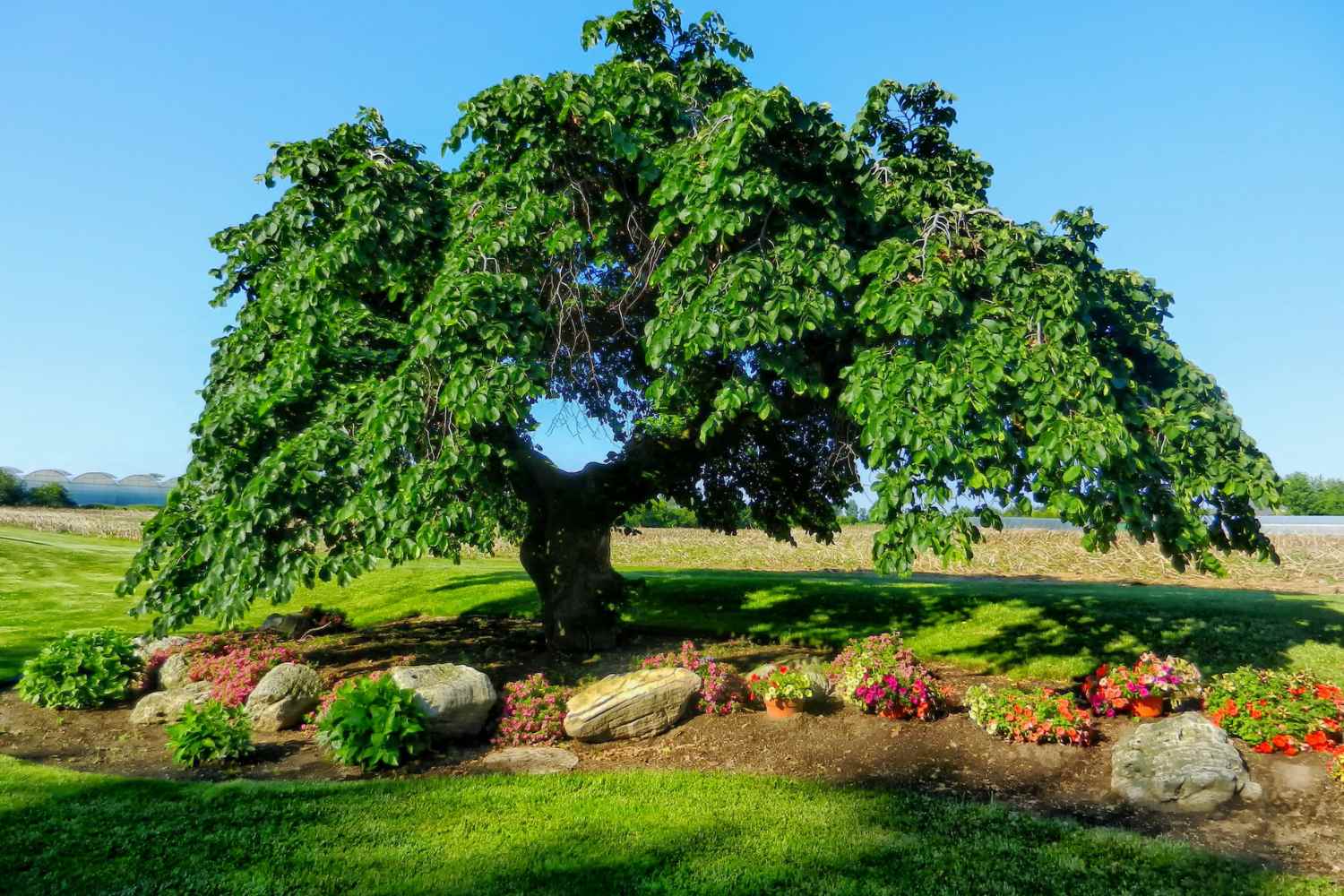 elm