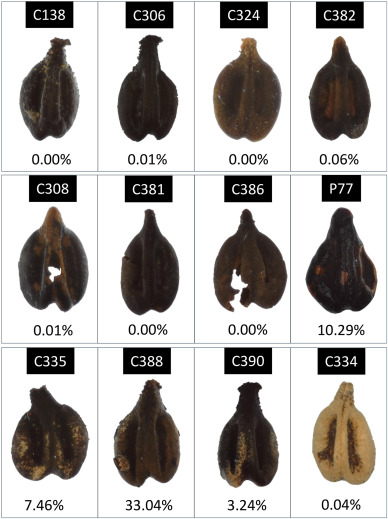 ancient grape seeds